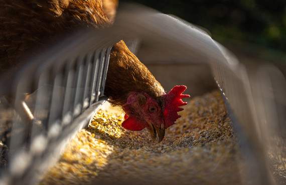 Poultry farm 'amendments' get green light 