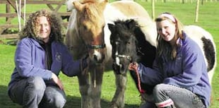 Outpouring of love as the Tamar Valley Donkey Park announces closure