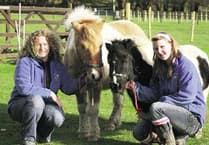Outpouring of love as the Tamar Valley Donkey Park announces closure