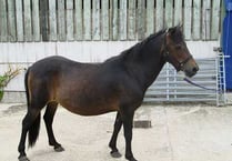 Charity centre’s TLC brings Bella back to health — now she needs a home