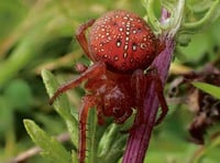 Rare strawberry spider found at Meeth Quarry
