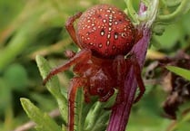 Rare strawberry spider found at Meeth Quarry
