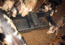 Couple sentenced over 'animal suffering'