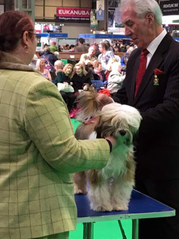 Tibetan terrier crufts hot sale 2019