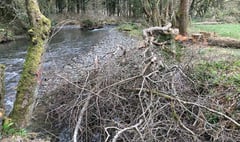 River Tamar tributaries to be improved to boost fish numbers