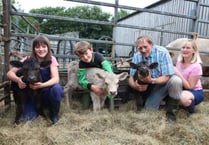 A rare occurrence — triplet calves born at family farm