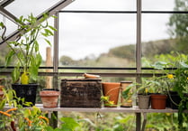 Plants that could improve your mental health and wellbeing