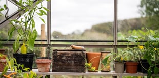 Plants that could improve your mental health and wellbeing