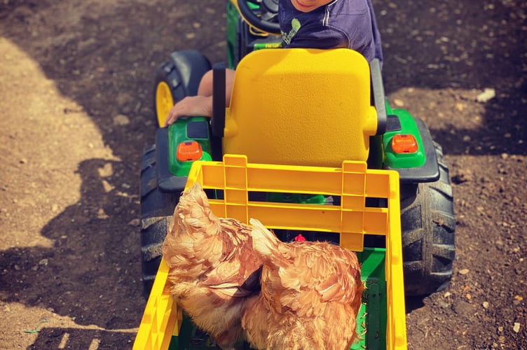 The British Hen Welfare Trust is looking for volunteer drivers.jpeg