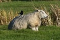 New course for farmers of sheep