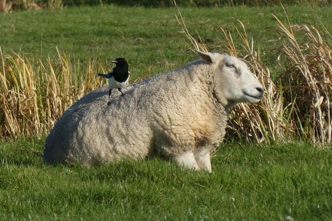 Magpie sitting on sheep