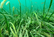 Huge seagrass beds in Cornwall may help tackle climate change
