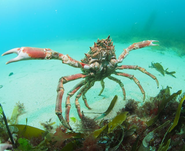 Increase in spider crab gatherings along Cornwall’s coast this summer