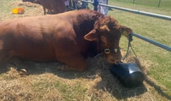 Send us your pictures and stories from the  Camelford Show