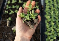 Queen’s Green Canopy — memorial tree plantingQueen’s 