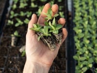 Queen’s Green Canopy — memorial tree plantingQueen’s 