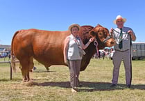 Treguddick Ephraim II brings home the win at Camelford Show 