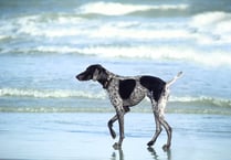 Dogs on Cornish beaches consultation launches