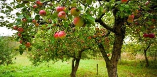 Orchard padlock removed