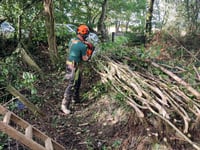Restoring Devon’s hedges
