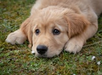 Torridge pet owners can get microchips checked for free
