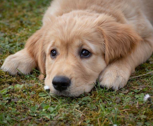 Torridge pet owners can get microchips checked for free