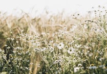 Clifftops across Cornwall to be transformed into wildflower meadows,