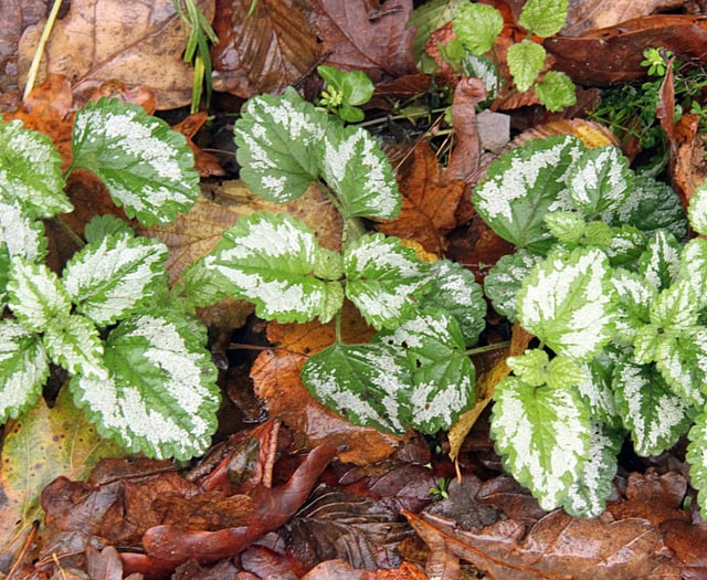 Santa moth pays a festive visit on Christmas Eve