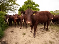 Suspended sentence for Devon farmer who illegally grazed cattle