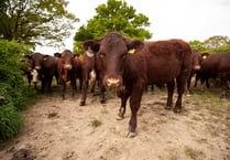 Suspended sentence for Devon farmer who illegally grazed cattle