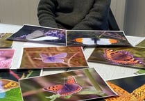 Enlightening talk on the butterfly