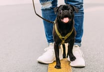 Volunteers needed for dog walking support