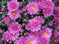 Open Gardens Scheme opens the doors for wildlife inspiration