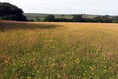 Cornwall Council given £1 million for environmental initiatives