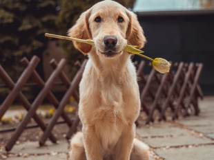 Dogs over dates? New research reveals rex rules over romance