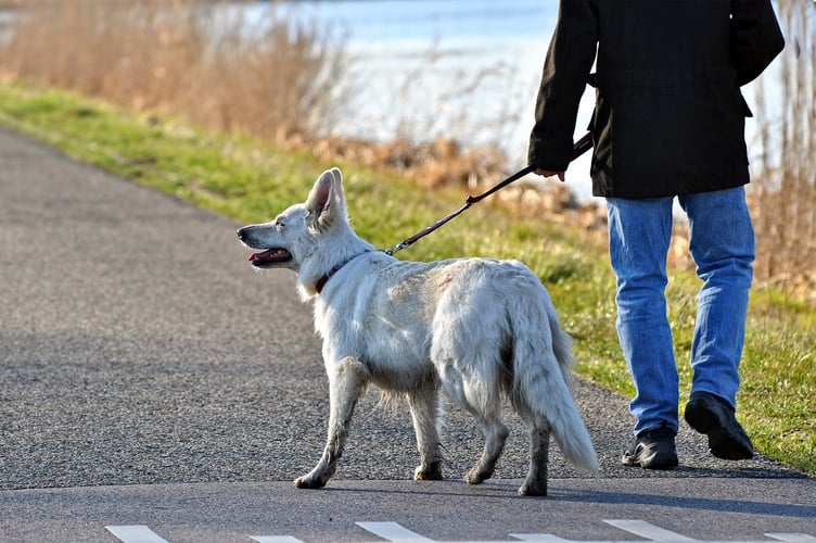 Dog walk