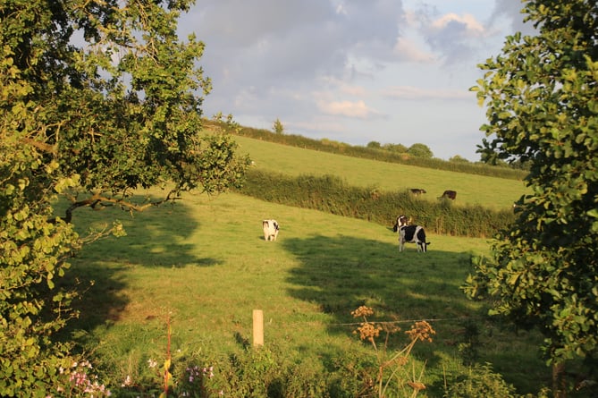 Milking cows in a field near Crediton.