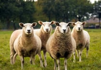 Lamb processing site acquired by Dunbia