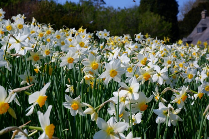 Cotehele Daffodil Festival
