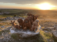 2023 Crufts Champions from our area