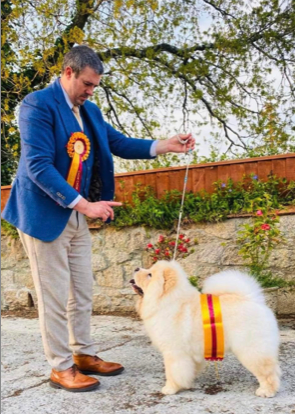 Legend of My Heart Angel Gloria (Imp Blr) or Apollo a 16-month-old Chow Chow from Liskeard with Martin