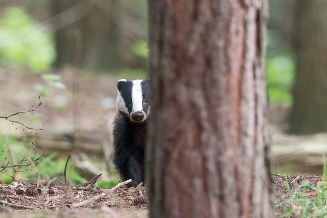 Half of Britain's badgers killed as badger cull figures for 2022 released
