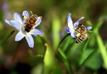 Study reveals how pollinators cope with various plant toxins