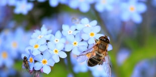 Wildlife-friendly show home receives award