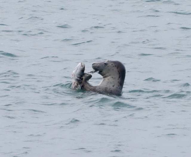 Striking footage of seal enjoying lunchtime in Cornwall's waters 