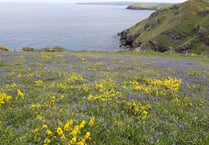 Step into a beautiful bluebell spring with the National Trust 