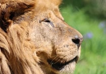 The 'true king' of Dartmoor Zoo dies