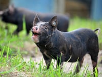 Devon County Show kicks off today