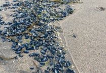 ‘Creatures’ wash up on Cornish beaches