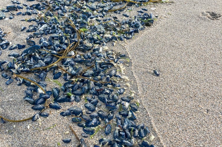 Velella velella